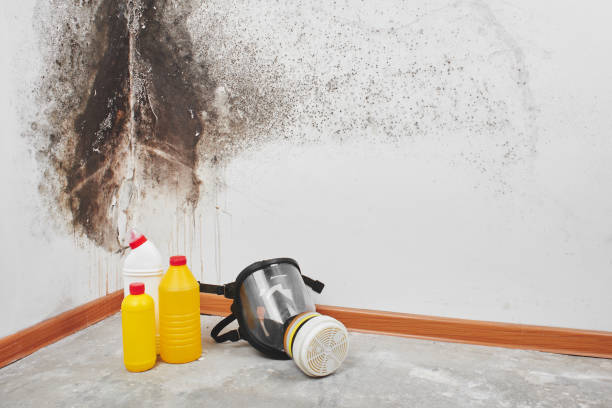 Mold Removal Process in Greenbelt, MD