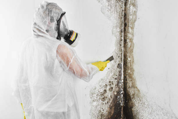 Greenbelt, MD Mold Removal Company
