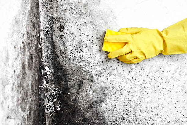 Best Commercial Mold Removal  in Greenbelt, MD