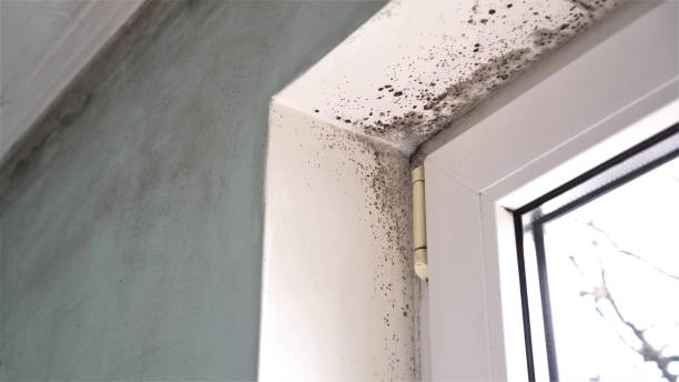Crawl Space Mold Removal in Greenbelt, MD