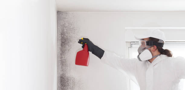 Best Mold Testing and Removal  in Greenbelt, MD