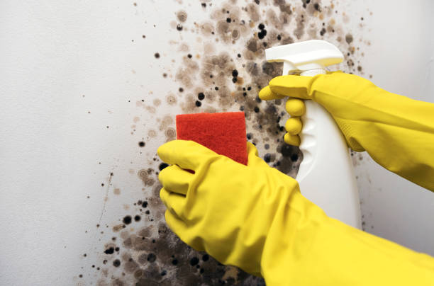 Best Black Mold Removal  in Greenbelt, MD