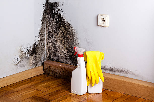 Best Mold Removal Process  in Greenbelt, MD